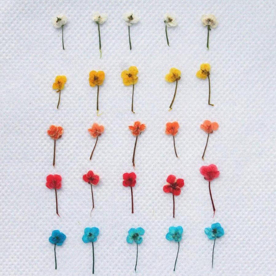 ดอกไม้แห้งขนาดเล็ก 60 ชิ้น – อ - Resin Art Equipment บทวิจารณ์และราคา